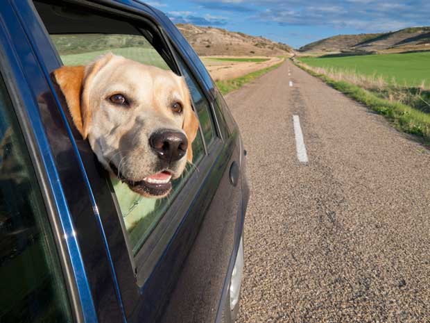 Reisekrankheit bei Hund und Katze TIER.TV